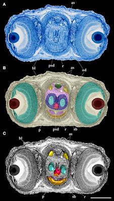 3D Reconstruction of the Digestive System in Octopus vulgaris Cuvier, 1797 Embryos and Paralarvae during the First Month of Life